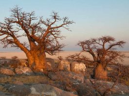 Pustynia baobabu w Botswanie