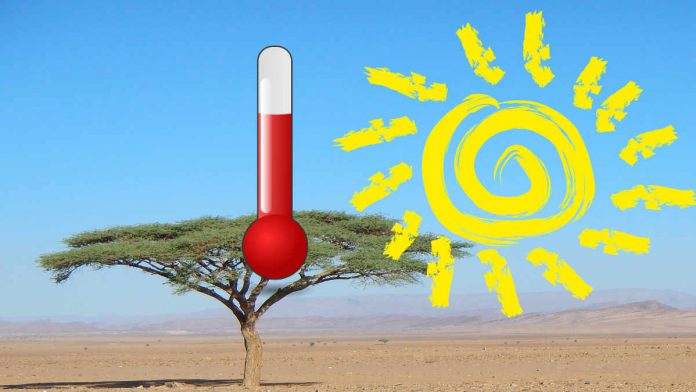 Temperatury i pogoda w Maroko - zdjęcie pustyni i drzewa