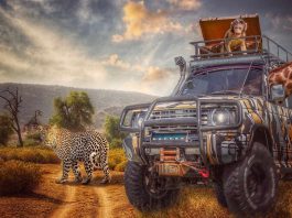 Afryka zwierzęta w samochodzie