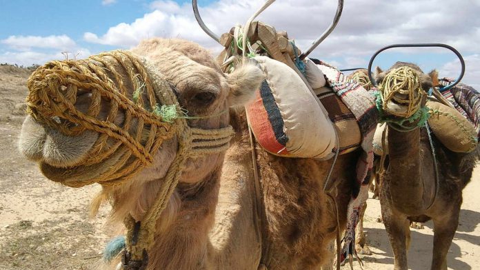 Tunezja wycieczki wielblad